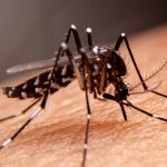 Como é fácil se prevenir do Mosquito da Dengue