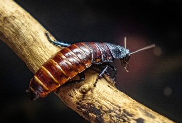 insetos-ciborgues